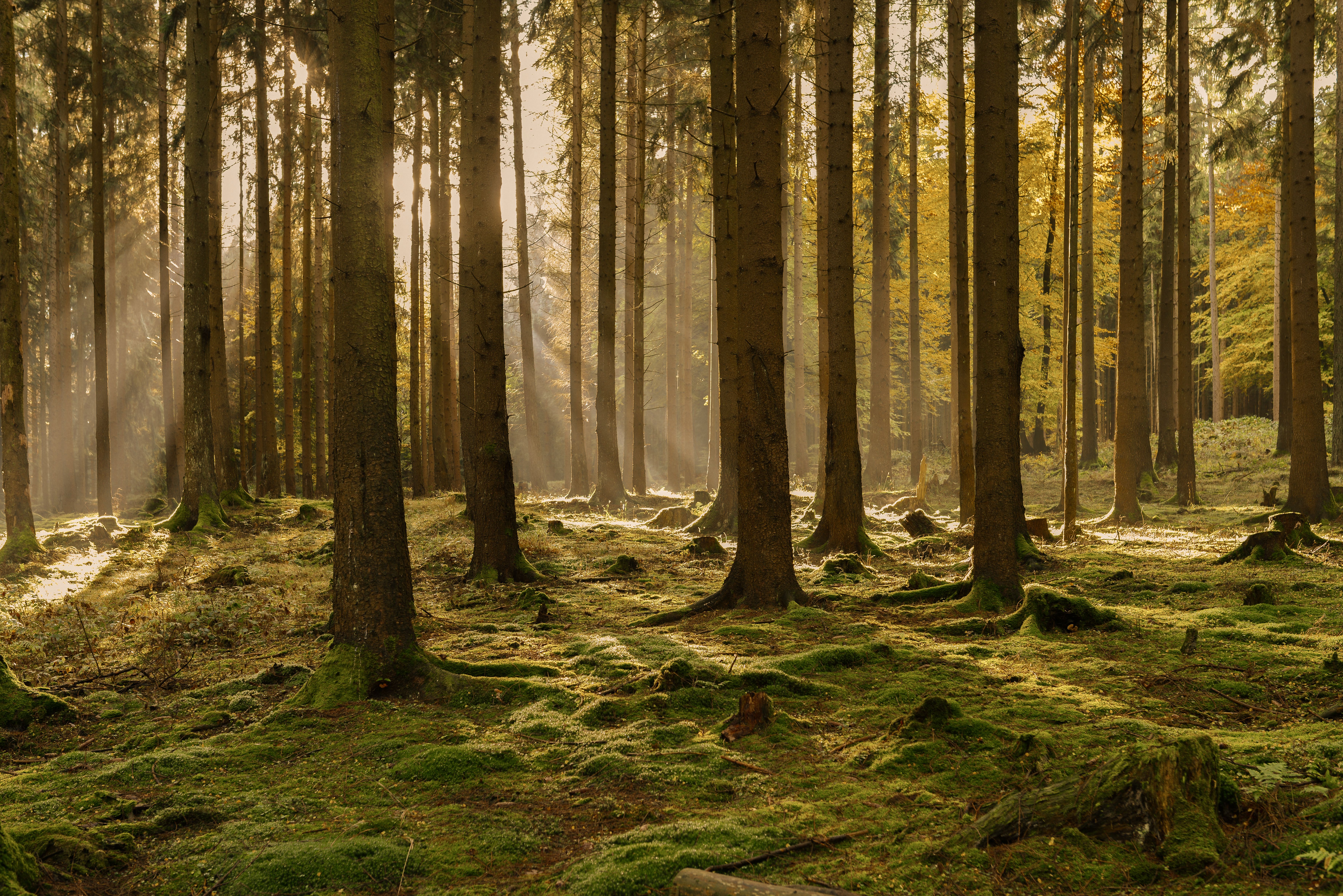 FSC-certified forest